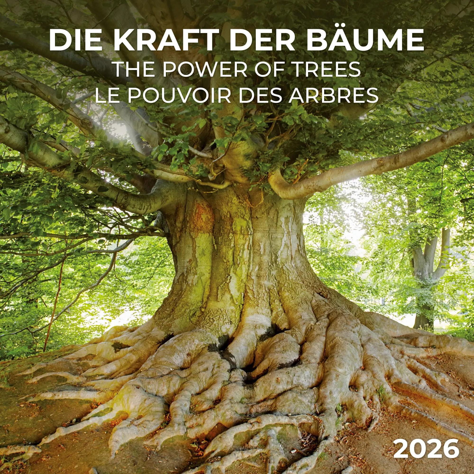 Cover: 9783959295994 | Die Kraft der Bäume 2026 | Kalender 2026 | Kalender | Artwork Edition