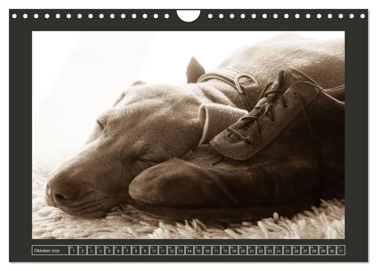 Bild: 9783457846094 | Weimaraner - Ein Welpenjahr (Wandkalender 2026 DIN A4 quer),...
