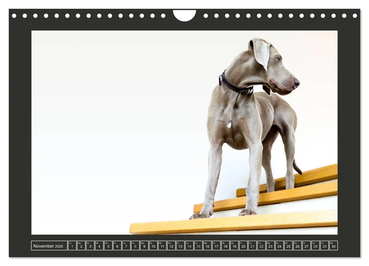 Bild: 9783457846094 | Weimaraner - Ein Welpenjahr (Wandkalender 2026 DIN A4 quer),...