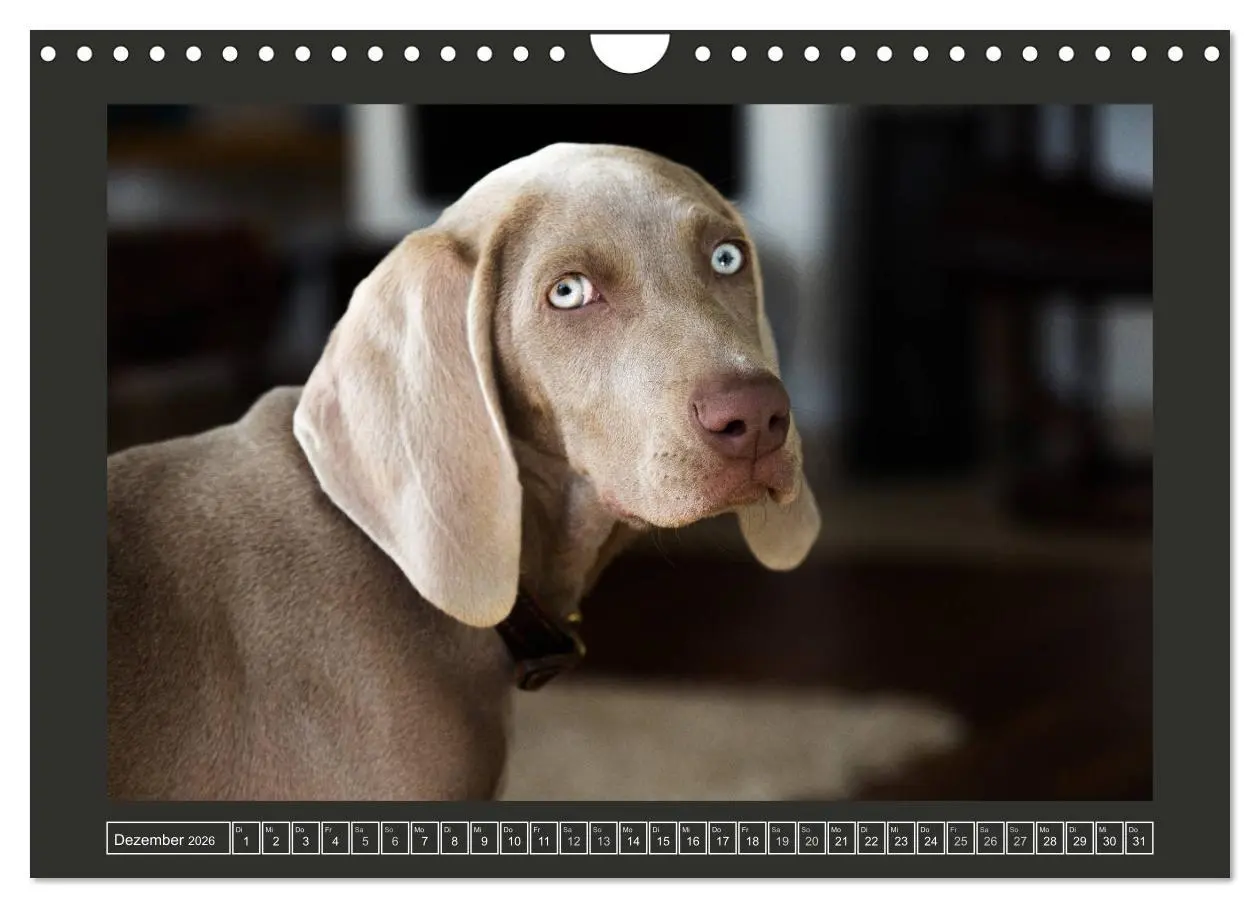 Bild: 9783457846094 | Weimaraner - Ein Welpenjahr (Wandkalender 2026 DIN A4 quer),...