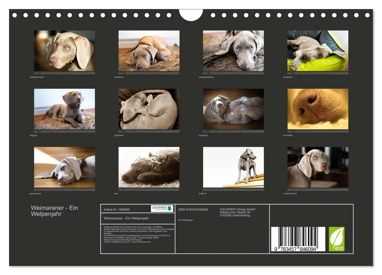 Bild: 9783457846094 | Weimaraner - Ein Welpenjahr (Wandkalender 2026 DIN A4 quer),...