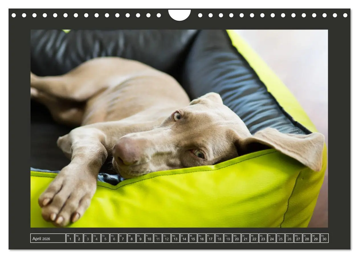 Bild: 9783457846094 | Weimaraner - Ein Welpenjahr (Wandkalender 2026 DIN A4 quer),...