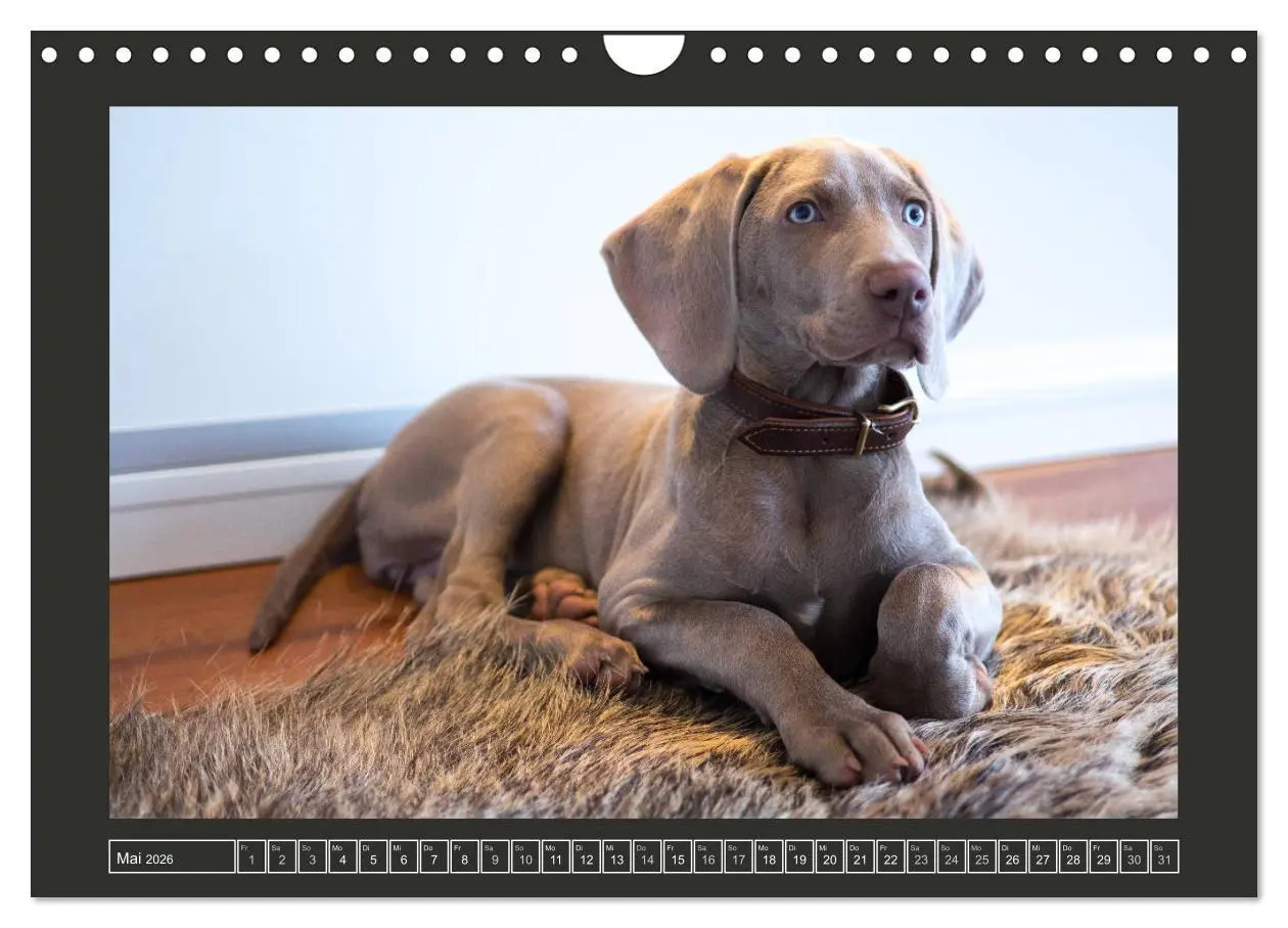 Bild: 9783457846094 | Weimaraner - Ein Welpenjahr (Wandkalender 2026 DIN A4 quer),...