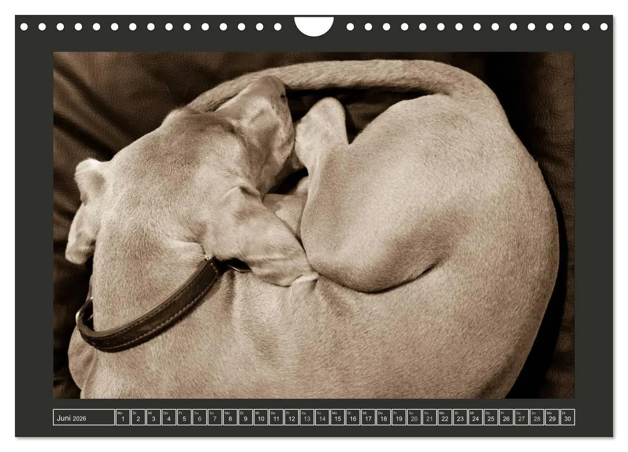 Bild: 9783457846094 | Weimaraner - Ein Welpenjahr (Wandkalender 2026 DIN A4 quer),...