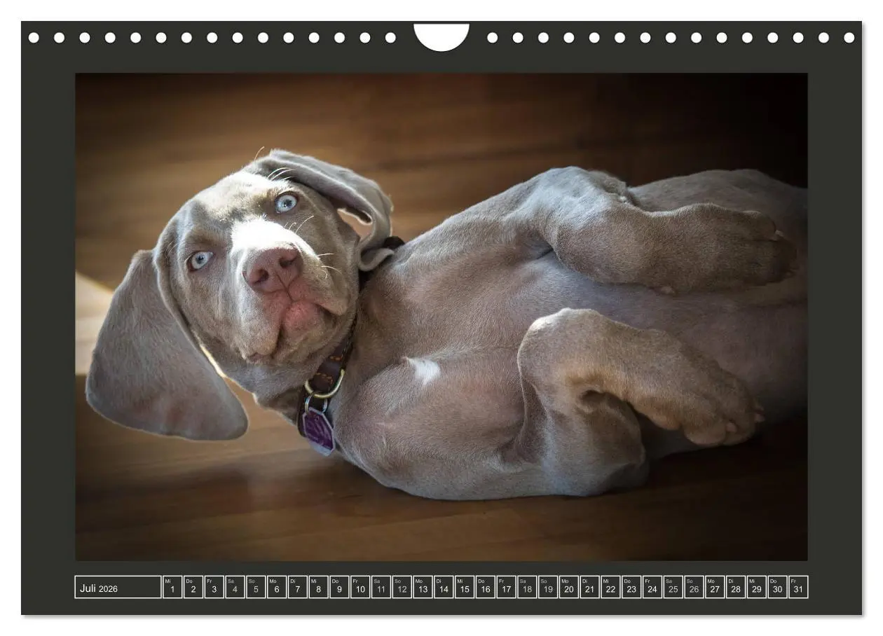 Bild: 9783457846094 | Weimaraner - Ein Welpenjahr (Wandkalender 2026 DIN A4 quer),...
