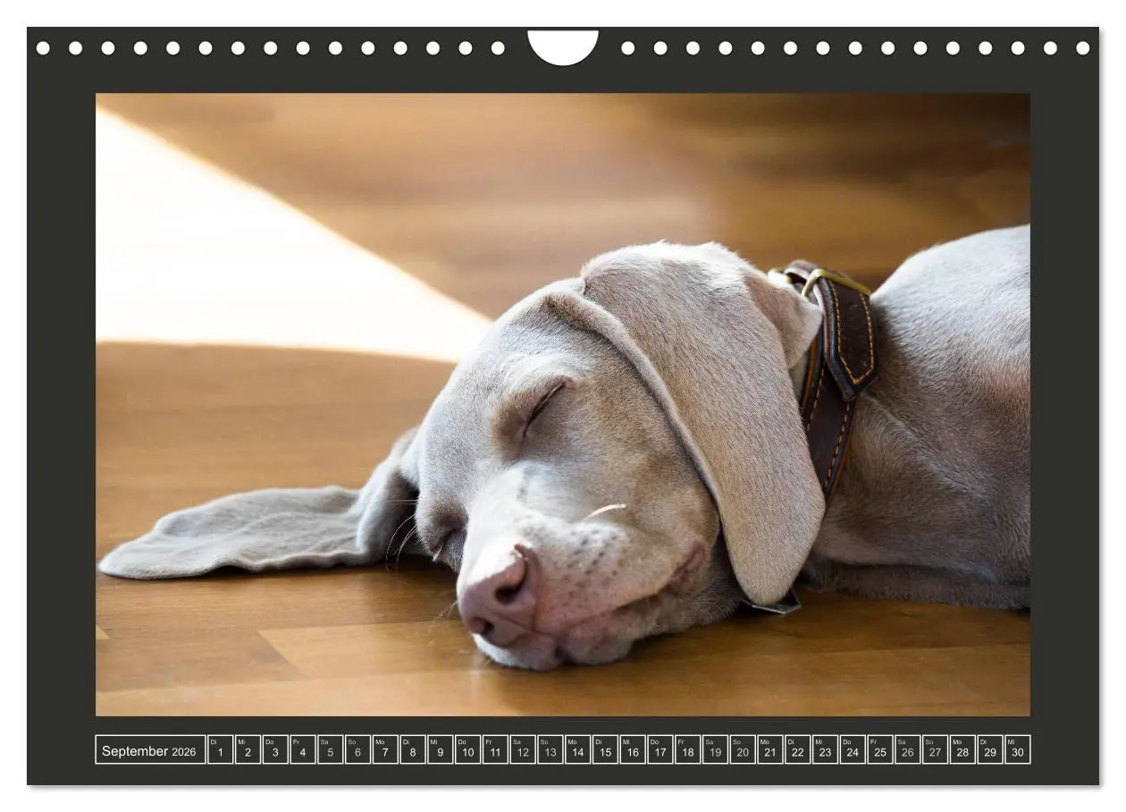 Bild: 9783457846094 | Weimaraner - Ein Welpenjahr (Wandkalender 2026 DIN A4 quer),...