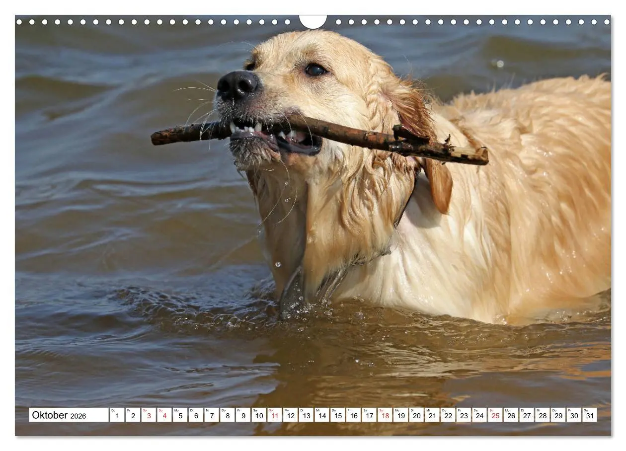 Bild: 9783516006094 | Golden Retriever ein treuer Begleiter (Wandkalender 2026 DIN A3...