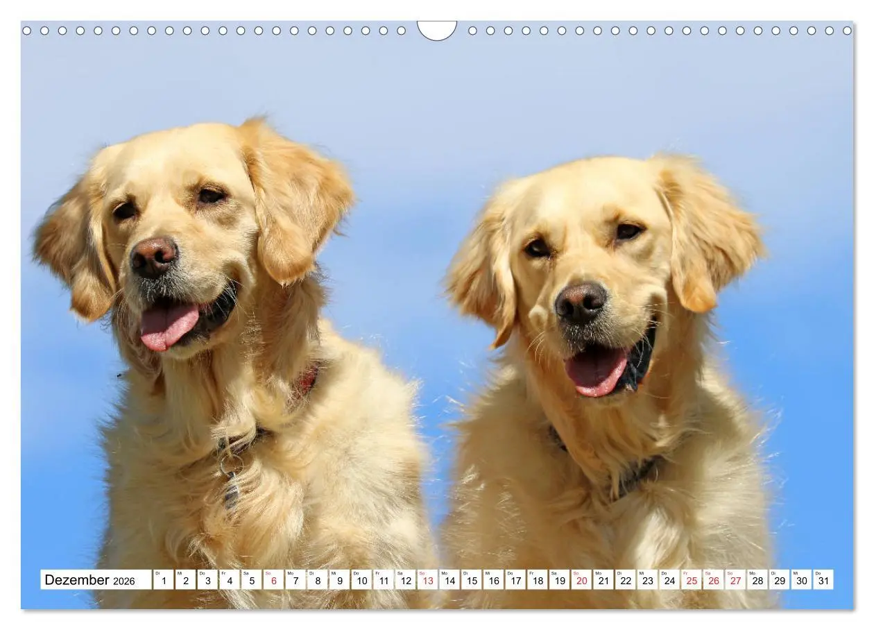 Bild: 9783516006094 | Golden Retriever ein treuer Begleiter (Wandkalender 2026 DIN A3...