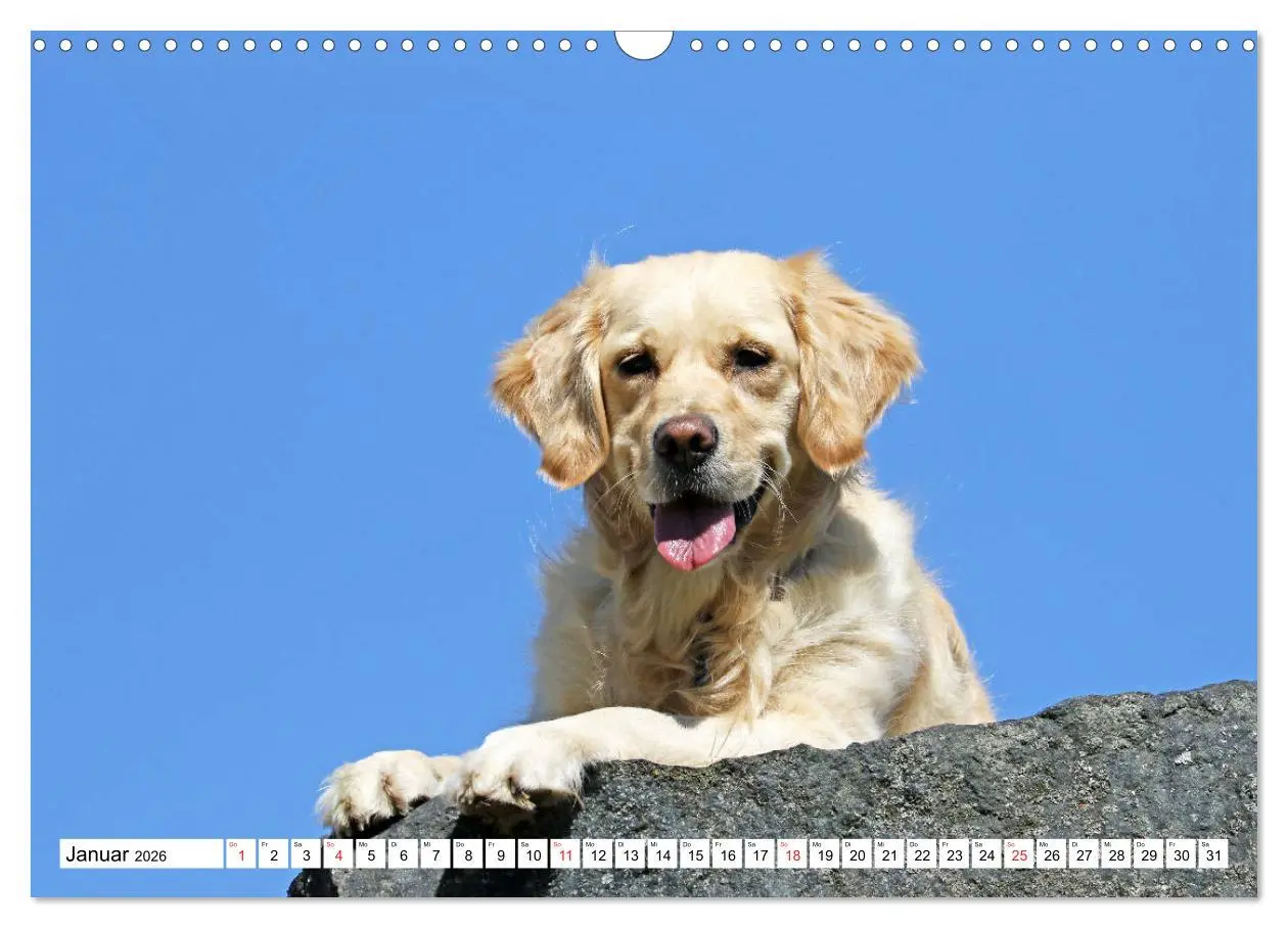 Bild: 9783516006094 | Golden Retriever ein treuer Begleiter (Wandkalender 2026 DIN A3...