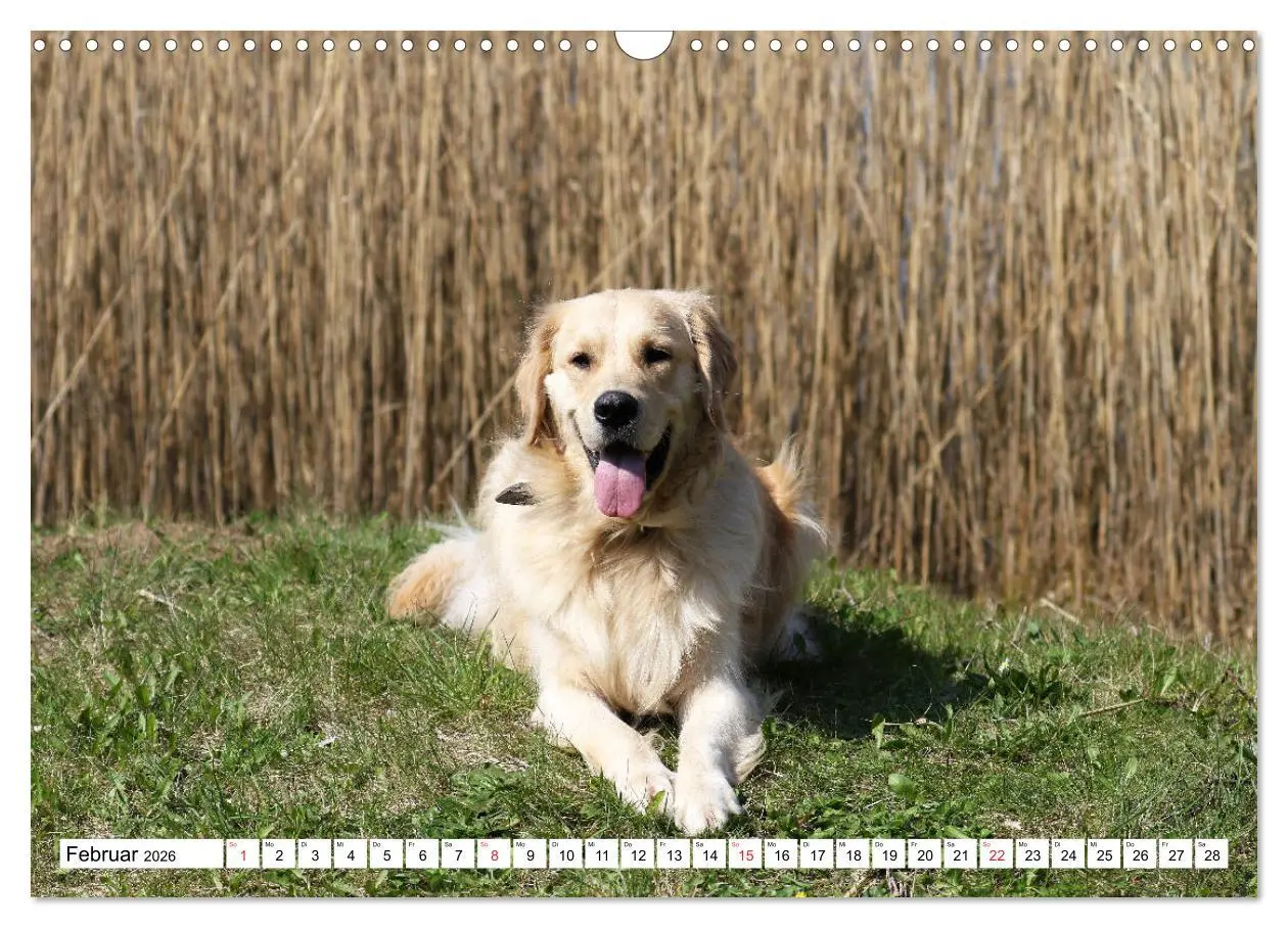 Bild: 9783516006094 | Golden Retriever ein treuer Begleiter (Wandkalender 2026 DIN A3...