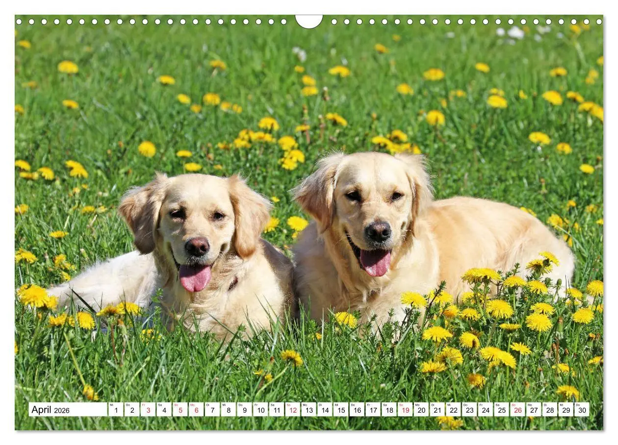 Bild: 9783516006094 | Golden Retriever ein treuer Begleiter (Wandkalender 2026 DIN A3...