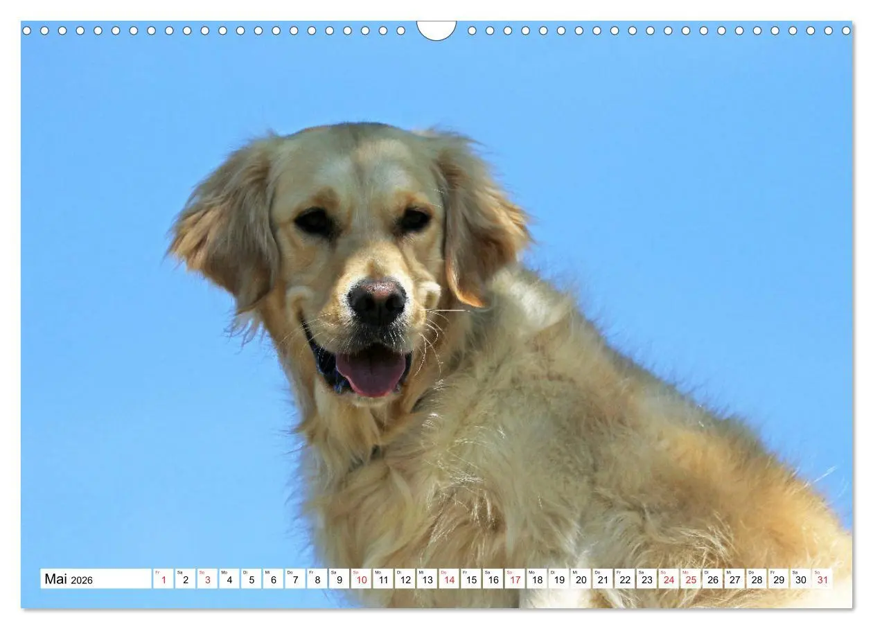 Bild: 9783516006094 | Golden Retriever ein treuer Begleiter (Wandkalender 2026 DIN A3...