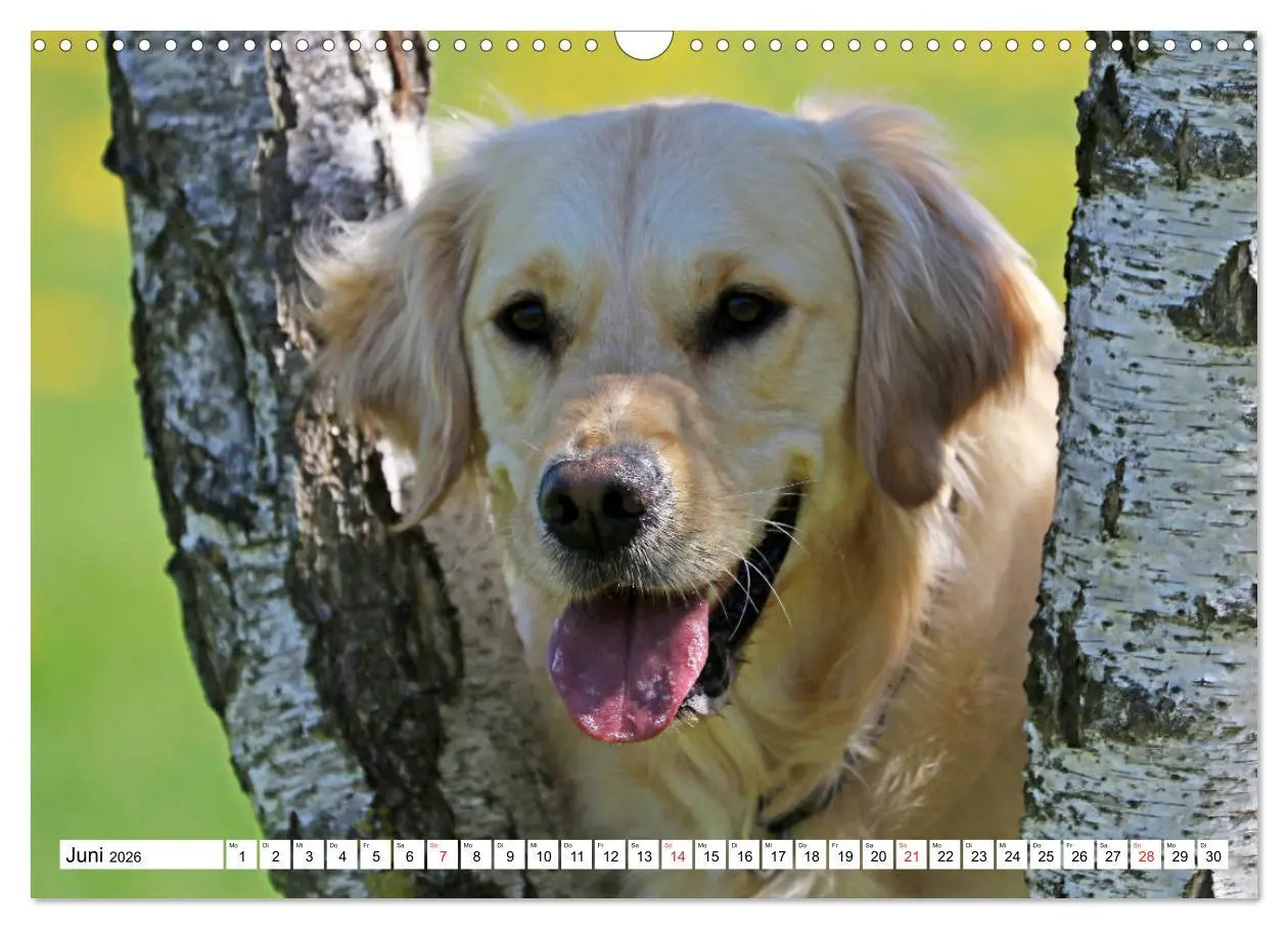 Bild: 9783516006094 | Golden Retriever ein treuer Begleiter (Wandkalender 2026 DIN A3...
