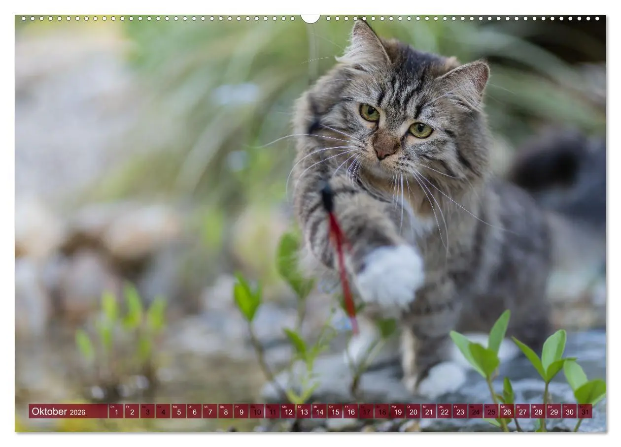 Bild: 9783457386194 | Maui und Molokai - Sibirische Katzenschwestern (hochwertiger...