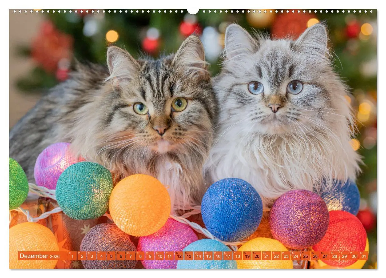 Bild: 9783457386194 | Maui und Molokai - Sibirische Katzenschwestern (hochwertiger...