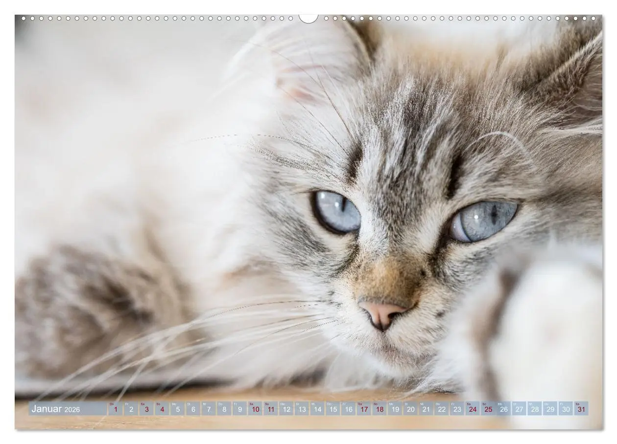 Bild: 9783457386194 | Maui und Molokai - Sibirische Katzenschwestern (hochwertiger...