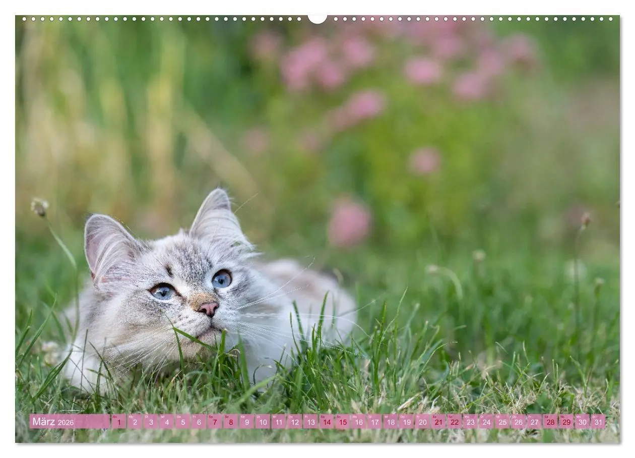 Bild: 9783457386194 | Maui und Molokai - Sibirische Katzenschwestern (hochwertiger...