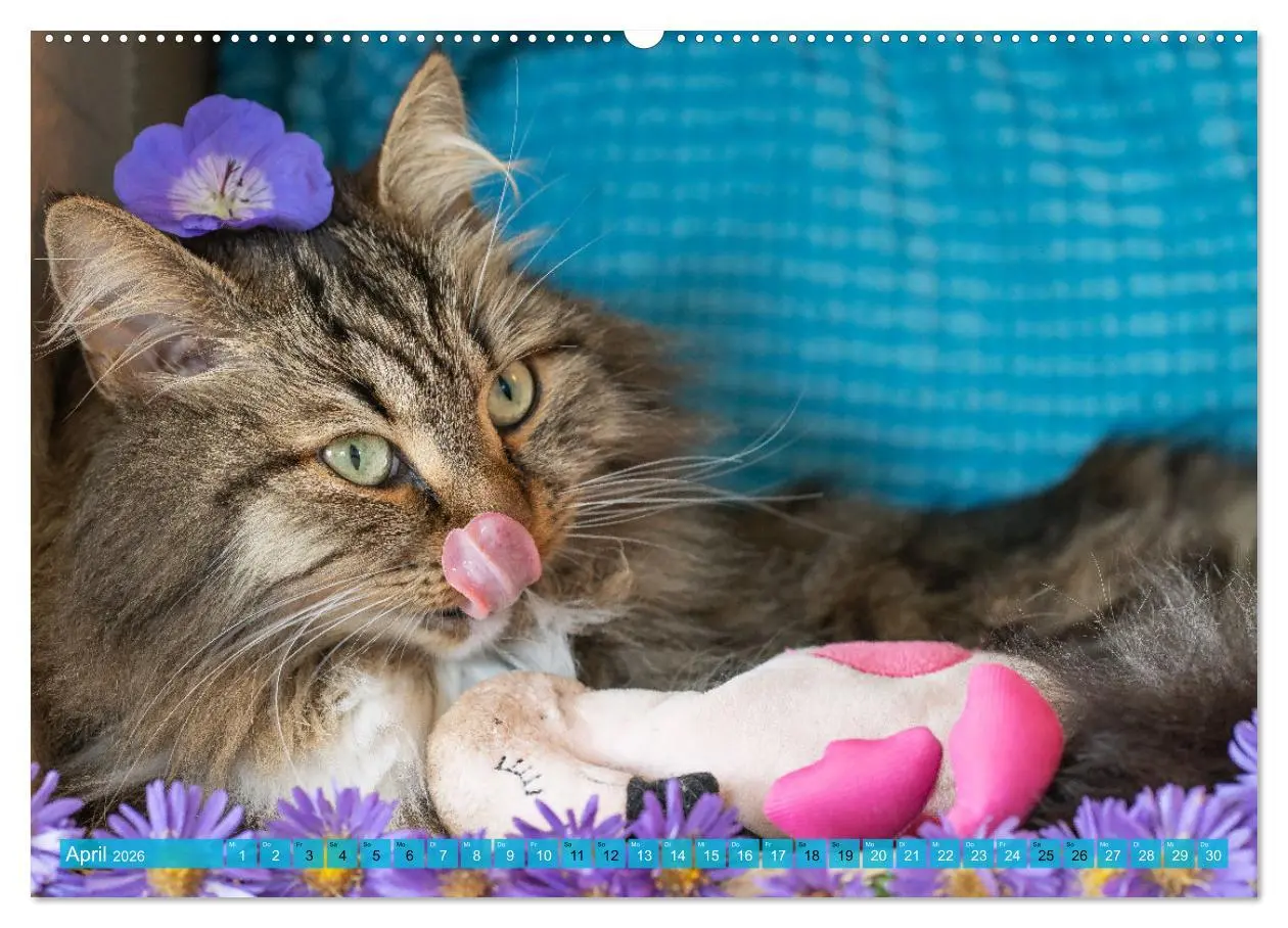 Bild: 9783457386194 | Maui und Molokai - Sibirische Katzenschwestern (hochwertiger...