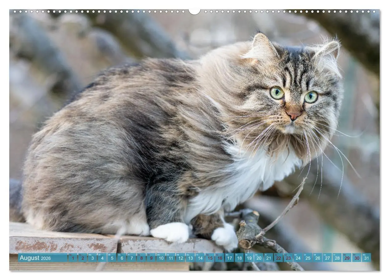 Bild: 9783457386194 | Maui und Molokai - Sibirische Katzenschwestern (hochwertiger...