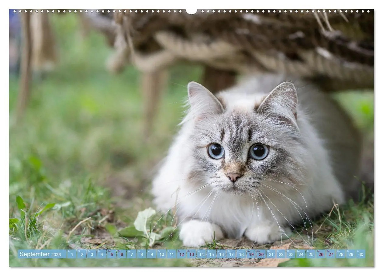Bild: 9783457386194 | Maui und Molokai - Sibirische Katzenschwestern (hochwertiger...