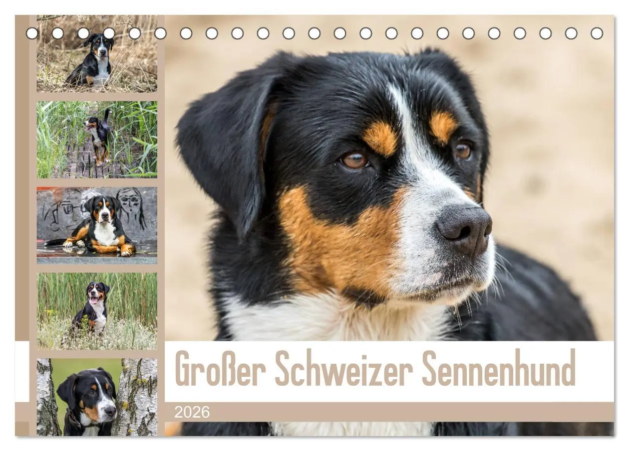 Cover: 9783457836194 | Großer Schweizer Sennenhund (Tischkalender 2026 DIN A5 quer),...
