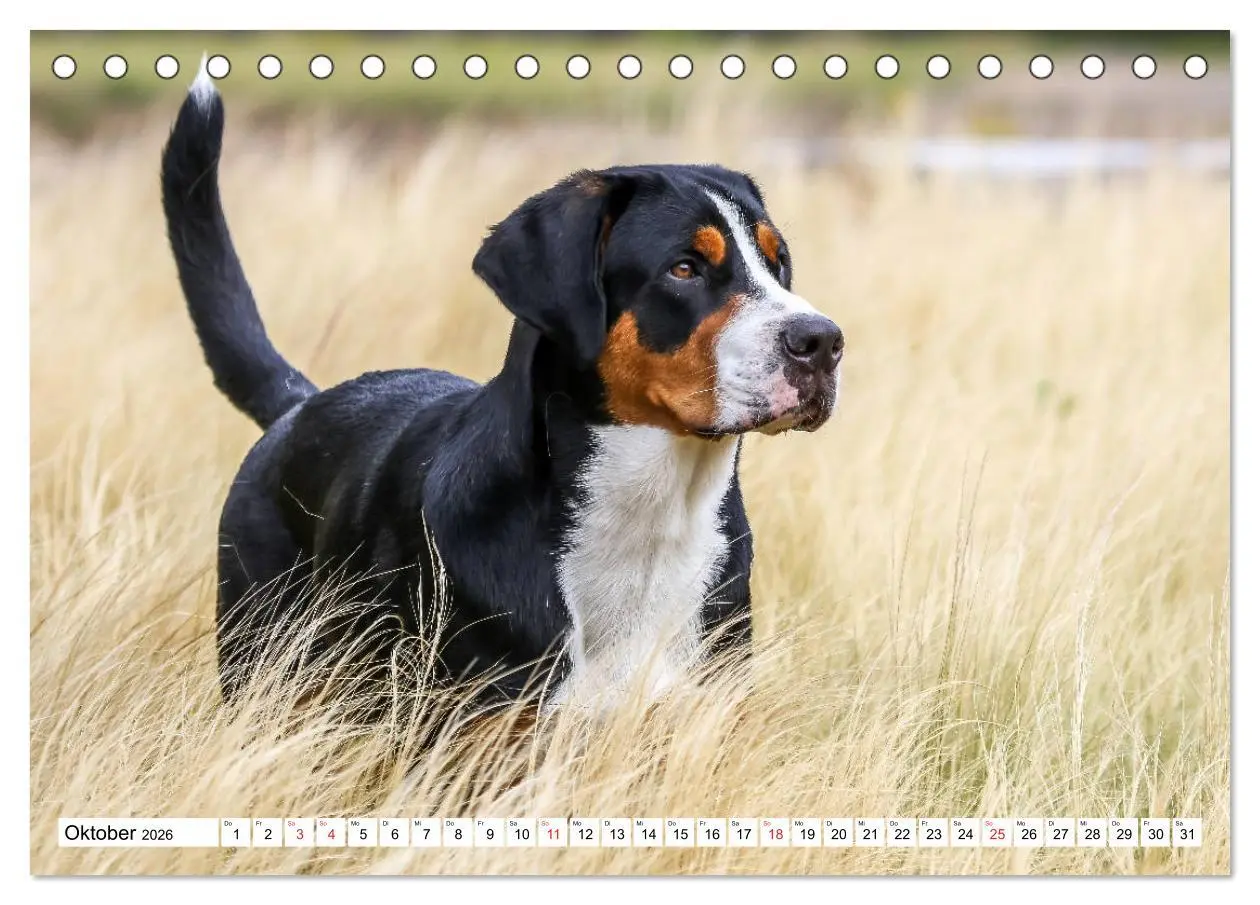 Bild: 9783457836194 | Großer Schweizer Sennenhund (Tischkalender 2026 DIN A5 quer),...