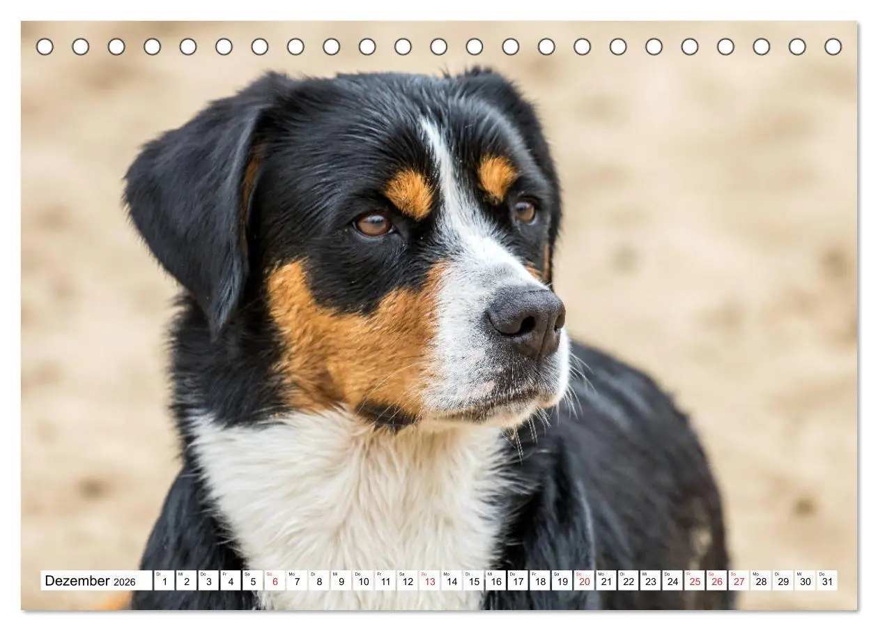 Bild: 9783457836194 | Großer Schweizer Sennenhund (Tischkalender 2026 DIN A5 quer),...