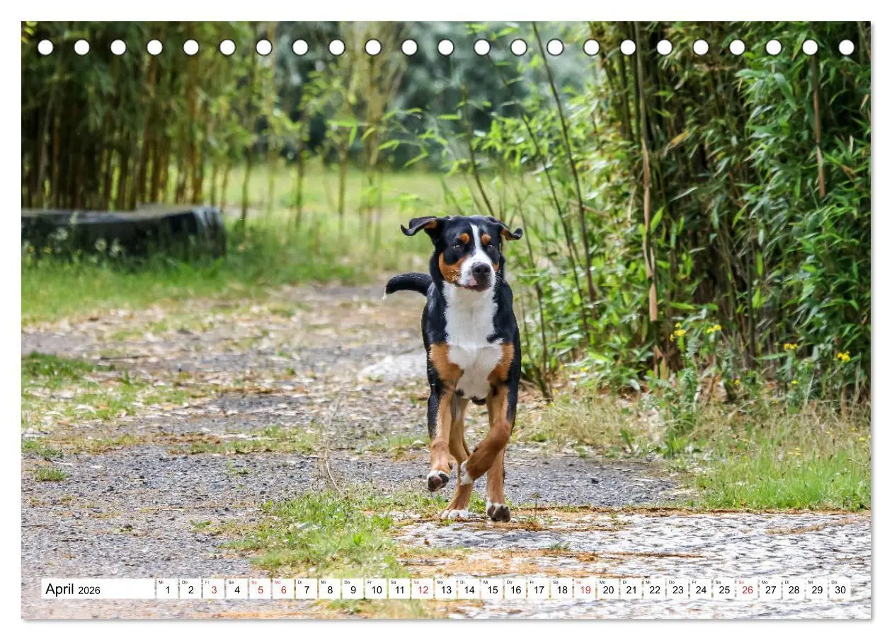 Bild: 9783457836194 | Großer Schweizer Sennenhund (Tischkalender 2026 DIN A5 quer),...
