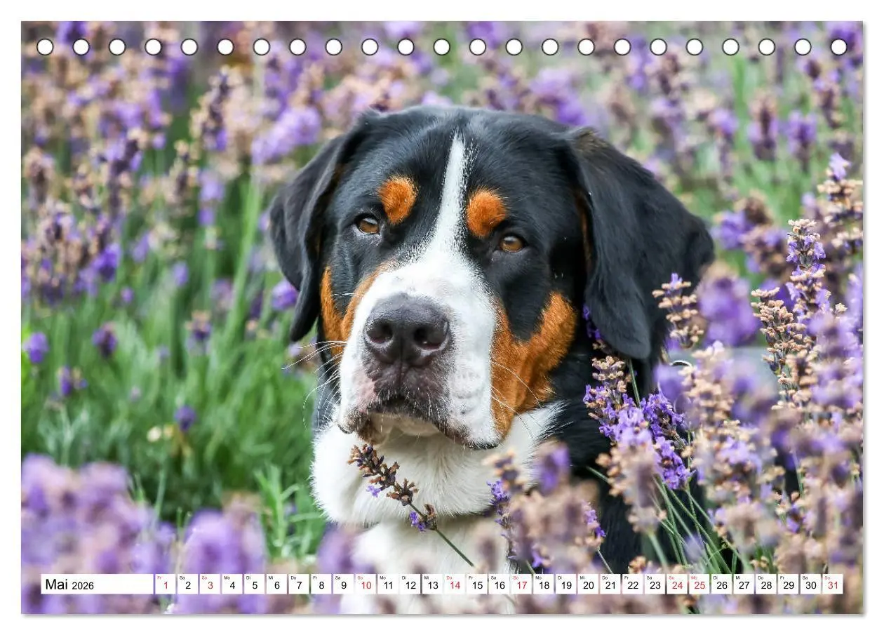 Bild: 9783457836194 | Großer Schweizer Sennenhund (Tischkalender 2026 DIN A5 quer),...
