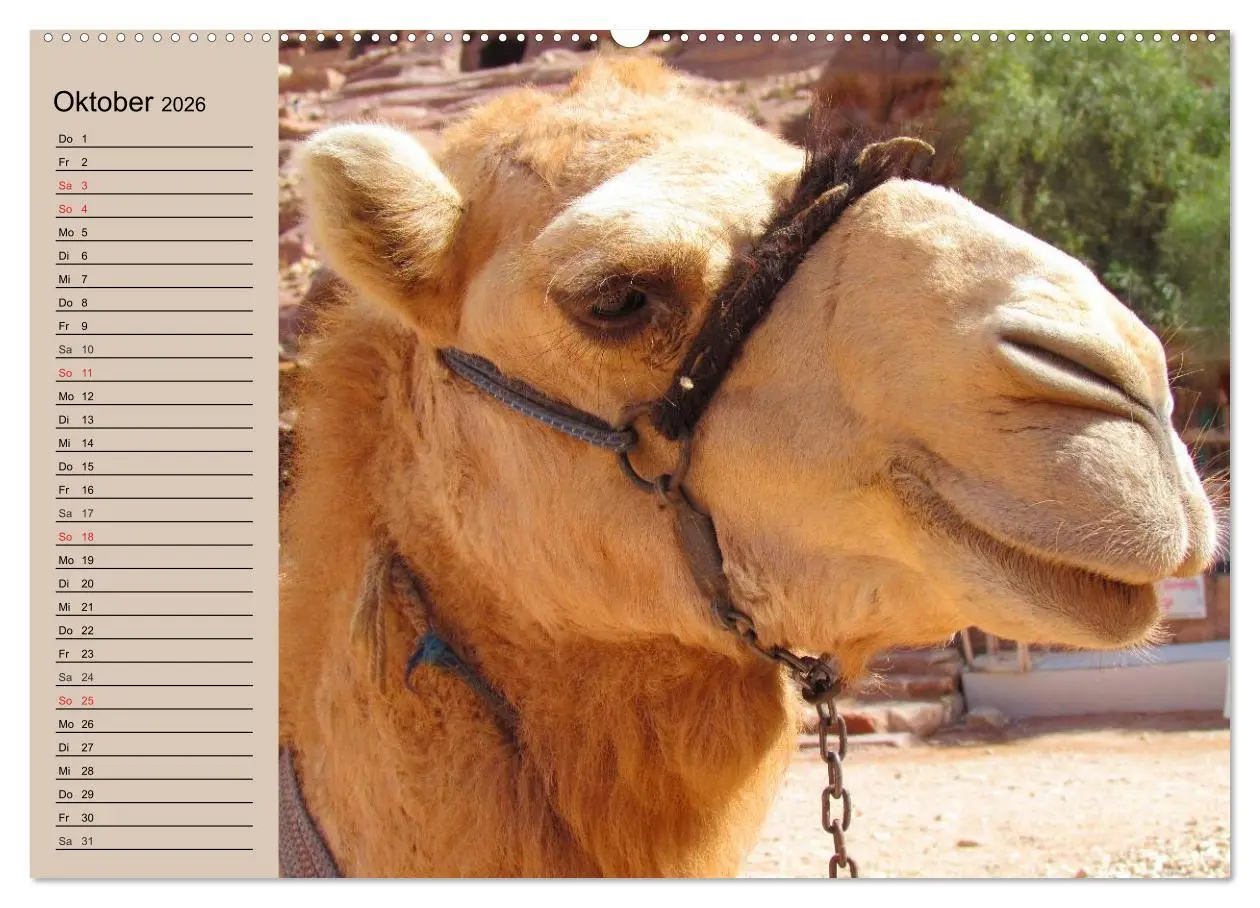 Bild: 9783457996294 | Kamele. Dromedar und Trampeltier (Wandkalender 2026 DIN A2 quer),...
