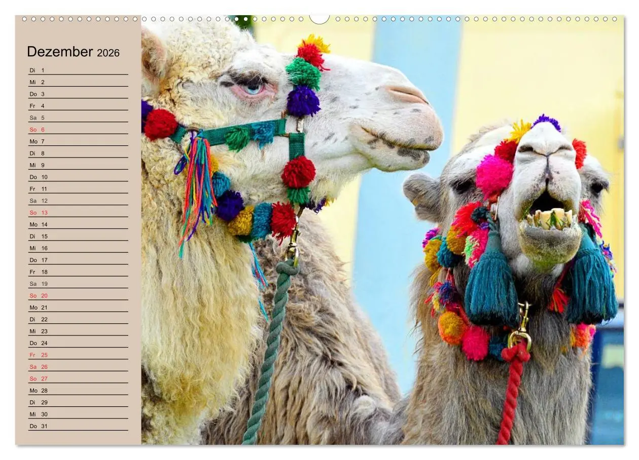 Bild: 9783457996294 | Kamele. Dromedar und Trampeltier (Wandkalender 2026 DIN A2 quer),...