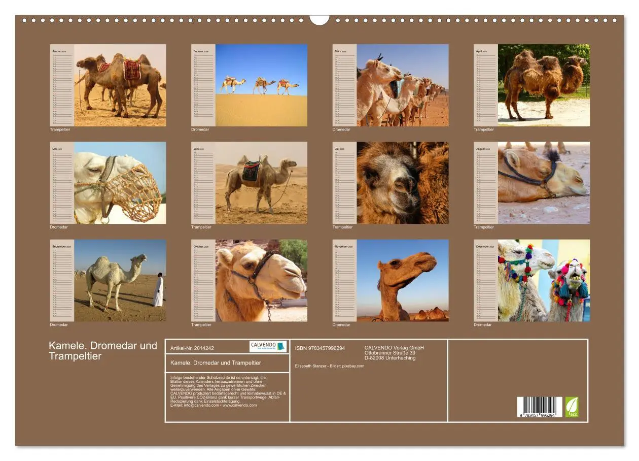 Bild: 9783457996294 | Kamele. Dromedar und Trampeltier (Wandkalender 2026 DIN A2 quer),...