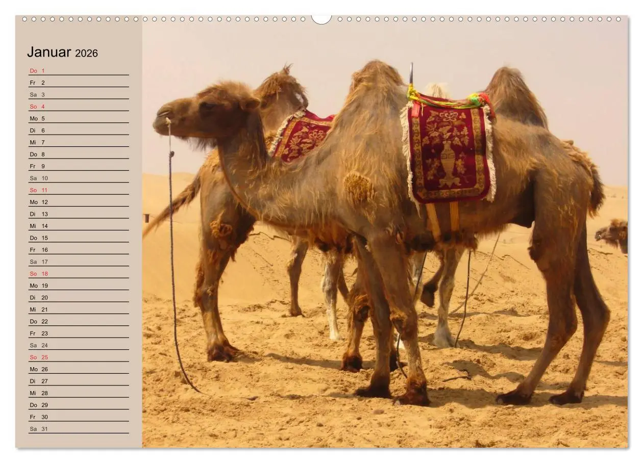 Bild: 9783457996294 | Kamele. Dromedar und Trampeltier (Wandkalender 2026 DIN A2 quer),...