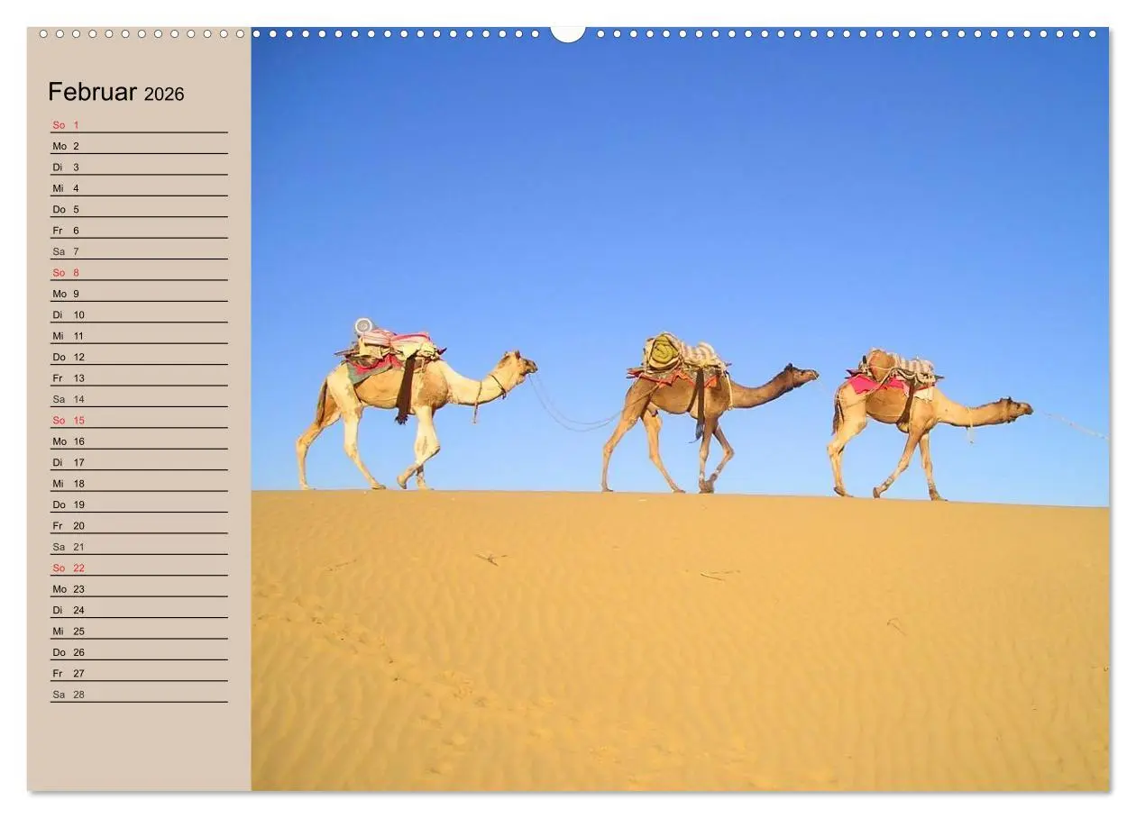 Bild: 9783457996294 | Kamele. Dromedar und Trampeltier (Wandkalender 2026 DIN A2 quer),...