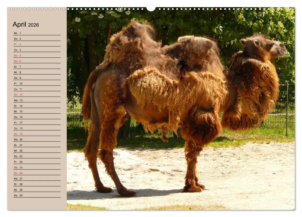 Bild: 9783457996294 | Kamele. Dromedar und Trampeltier (Wandkalender 2026 DIN A2 quer),...