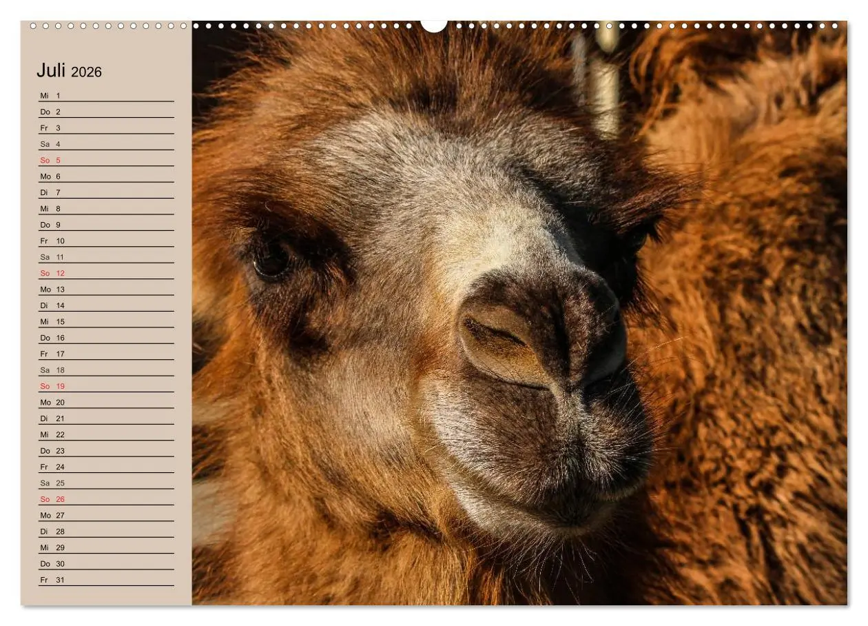 Bild: 9783457996294 | Kamele. Dromedar und Trampeltier (Wandkalender 2026 DIN A2 quer),...