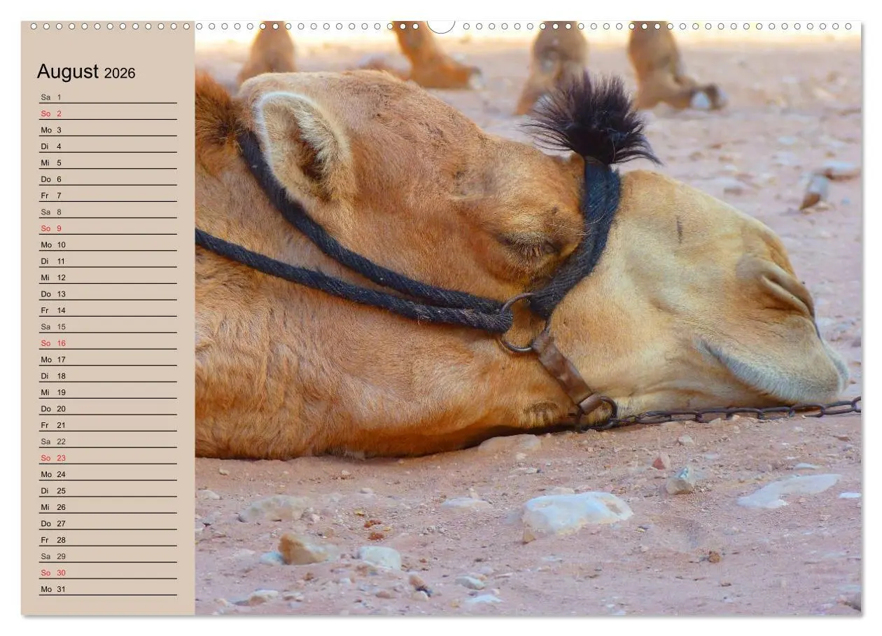 Bild: 9783457996294 | Kamele. Dromedar und Trampeltier (Wandkalender 2026 DIN A2 quer),...