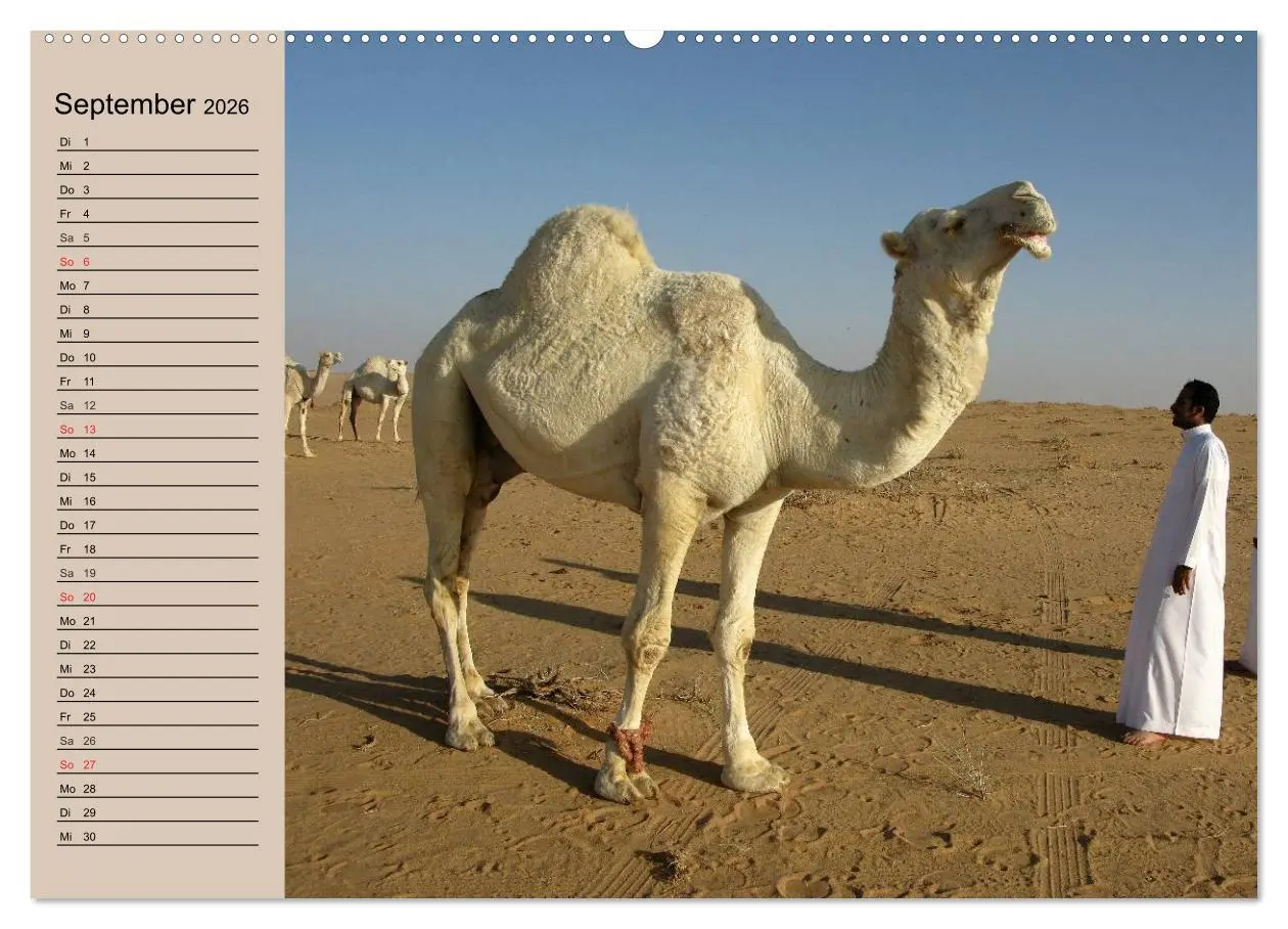 Bild: 9783457996294 | Kamele. Dromedar und Trampeltier (Wandkalender 2026 DIN A2 quer),...