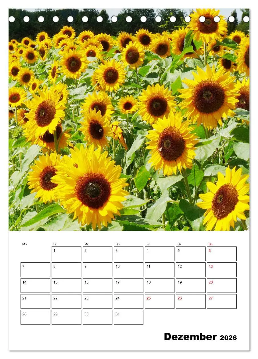 Bild: 9783516396294 | Leuchtende Sonnenblumen (Tischkalender 2026 DIN A5 hoch), CALVENDO...