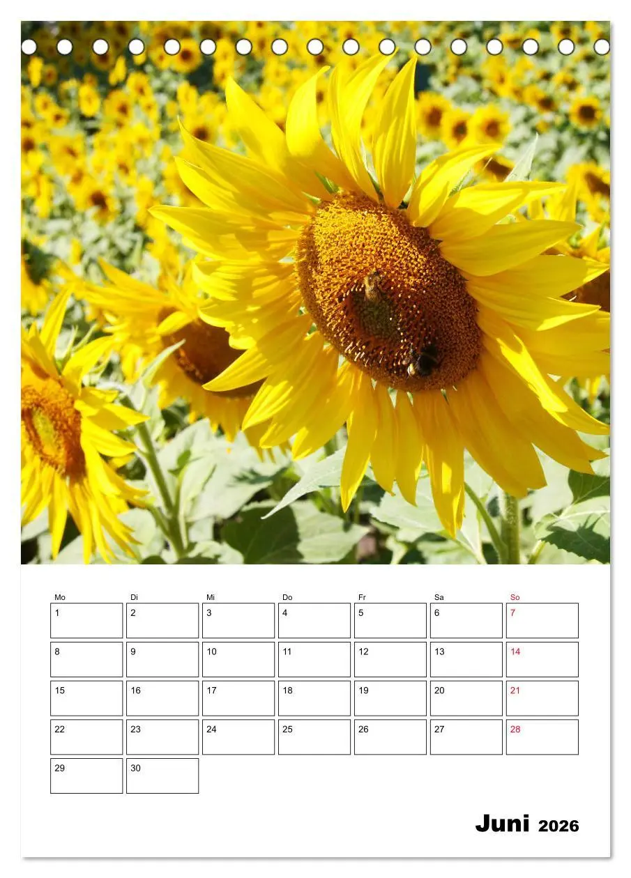 Bild: 9783516396294 | Leuchtende Sonnenblumen (Tischkalender 2026 DIN A5 hoch), CALVENDO...