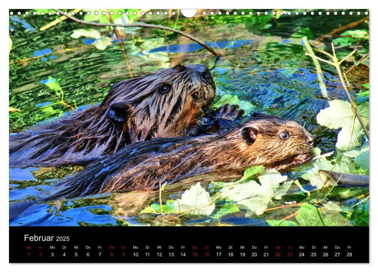 Bild: 9783435416394 | Das Leben der Biber (Wandkalender 2025 DIN A3 quer), CALVENDO...