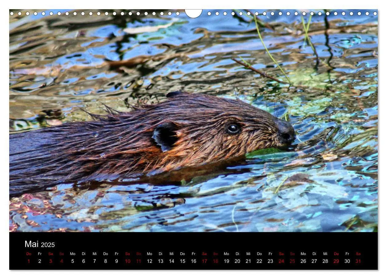 Bild: 9783435416394 | Das Leben der Biber (Wandkalender 2025 DIN A3 quer), CALVENDO...