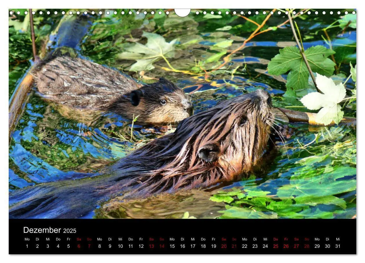Bild: 9783435416394 | Das Leben der Biber (Wandkalender 2025 DIN A3 quer), CALVENDO...