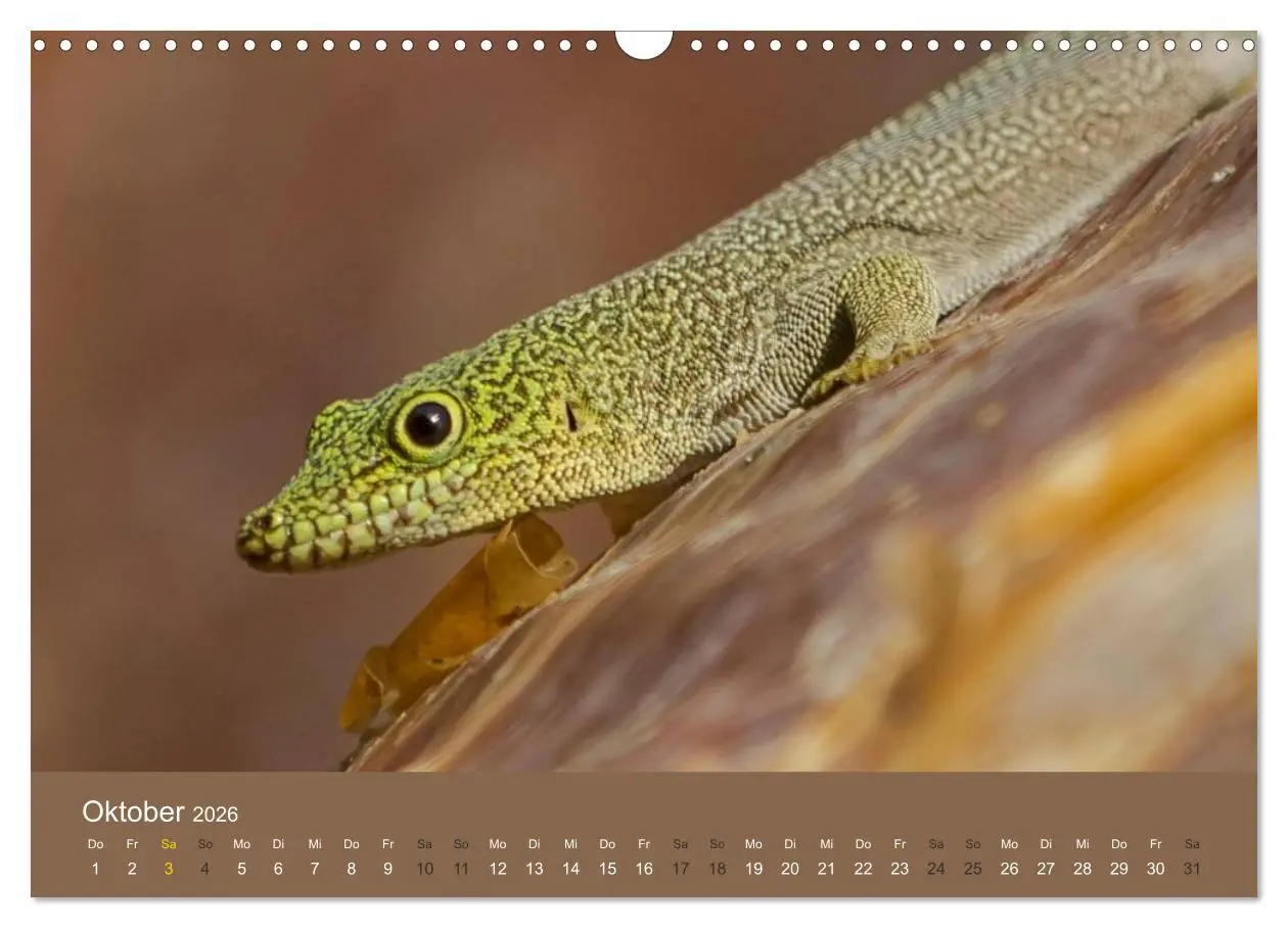 Bild: 9783516076394 | Madagaskars wundersame Tierwelt (Wandkalender 2026 DIN A3 quer),...