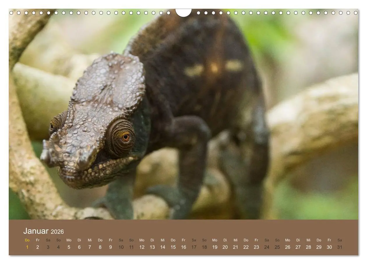 Bild: 9783516076394 | Madagaskars wundersame Tierwelt (Wandkalender 2026 DIN A3 quer),...