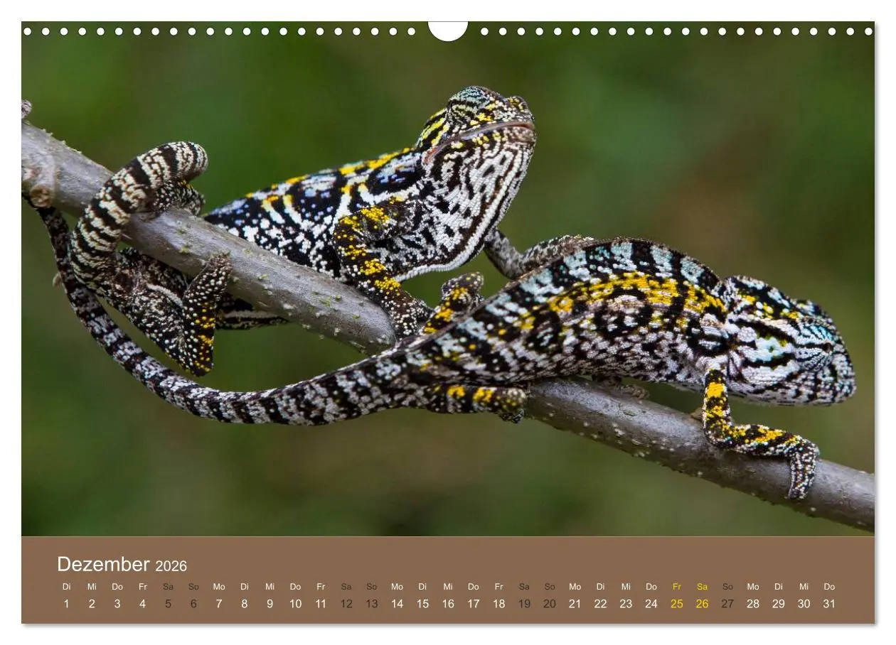 Bild: 9783516076394 | Madagaskars wundersame Tierwelt (Wandkalender 2026 DIN A3 quer),...