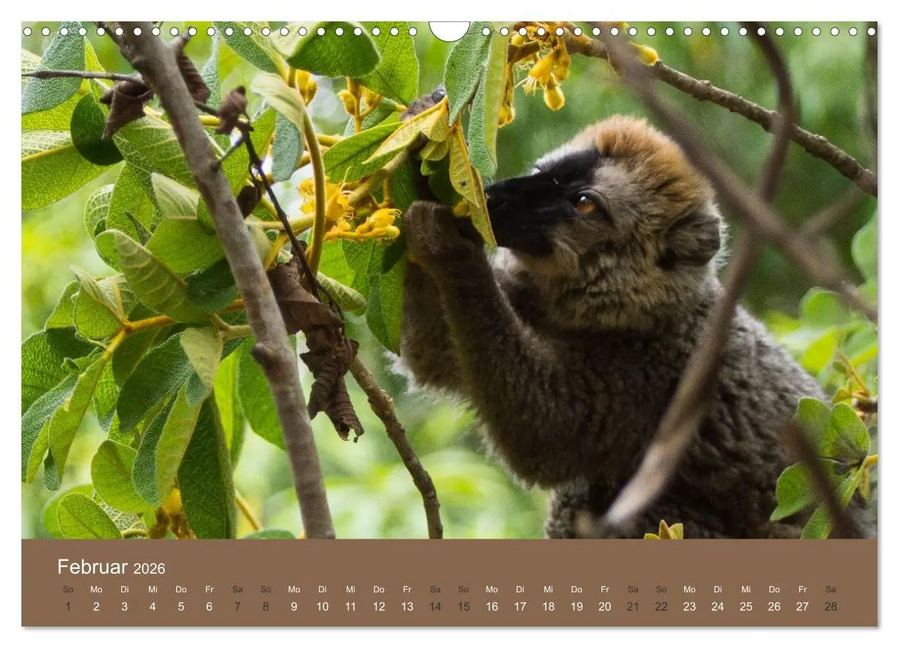 Bild: 9783516076394 | Madagaskars wundersame Tierwelt (Wandkalender 2026 DIN A3 quer),...