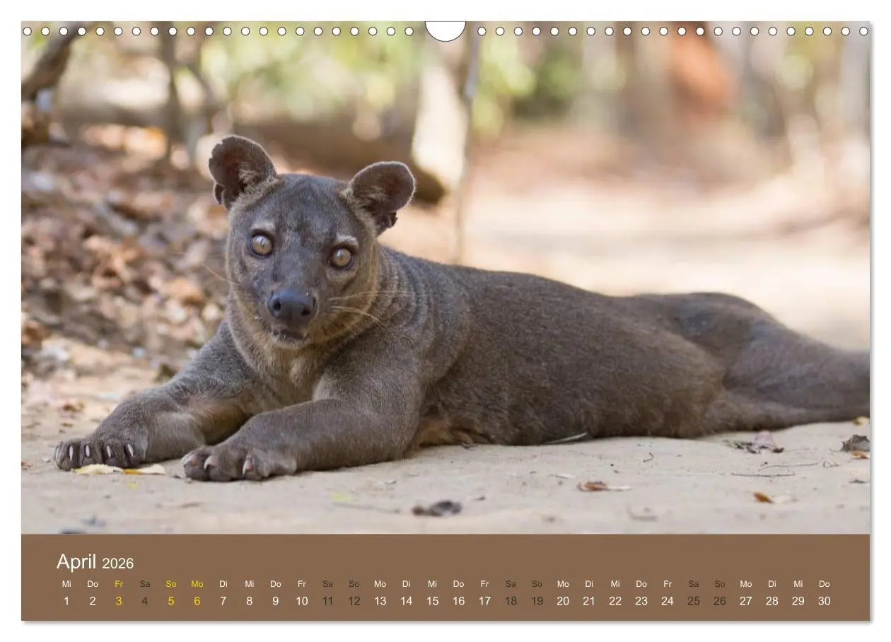 Bild: 9783516076394 | Madagaskars wundersame Tierwelt (Wandkalender 2026 DIN A3 quer),...