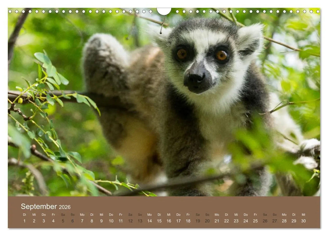 Bild: 9783516076394 | Madagaskars wundersame Tierwelt (Wandkalender 2026 DIN A3 quer),...