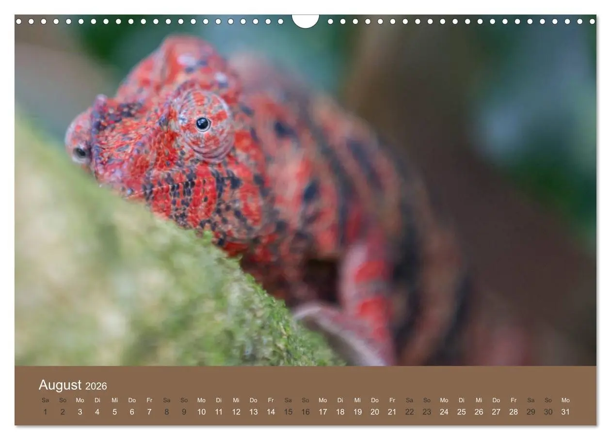 Bild: 9783516076394 | Madagaskars wundersame Tierwelt (Wandkalender 2026 DIN A3 quer),...